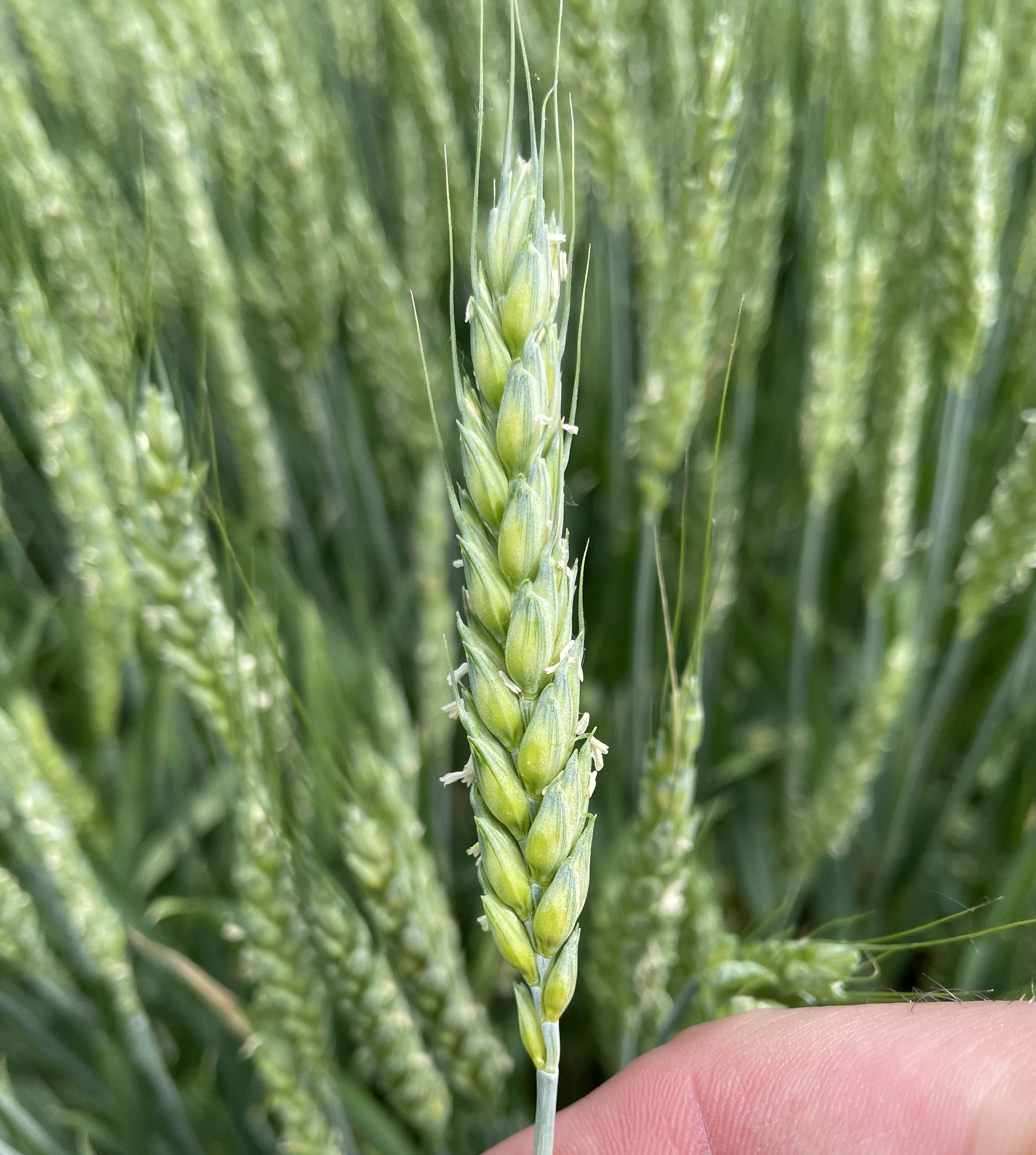 Wheat at feekes 10.5.3 stage